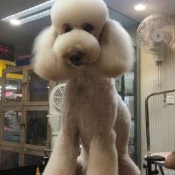 大福琳宠物时尚美容:大连市沙河口区西安路沿线附近