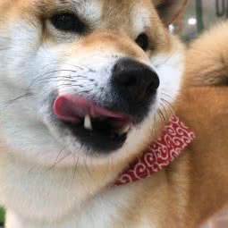 恒润庄柴犬专门店:大连市沙河口区西安路沿线附近