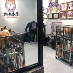 功夫柯基:大连市沙河口区西安路沿线附近