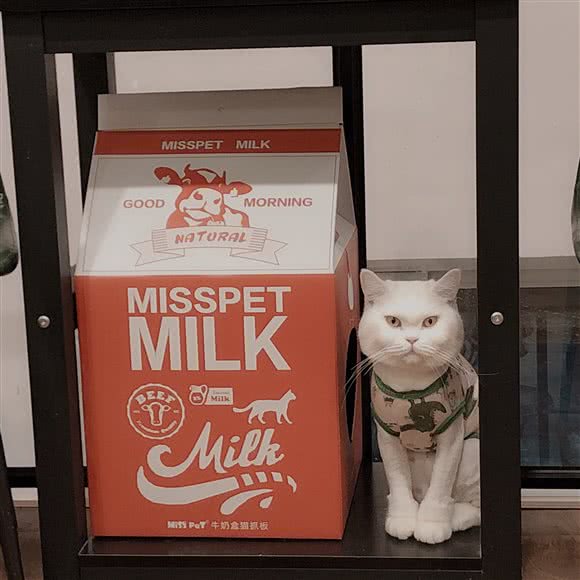 猫头英狗狗工作室:北京城区朝阳区分钟寺/成寿寺附近