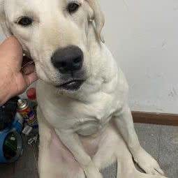 华博动物医院:大连市沙河口区西安路沿线附近