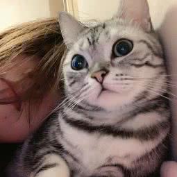 博爱宠物医院:大连市沙河口区西安路沿线附近