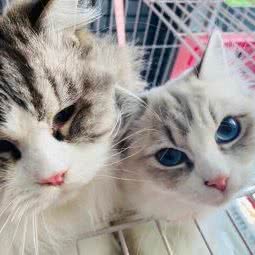 宠溺时光宠物生活馆:大连市沙河口区黑石礁附近