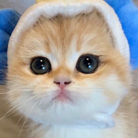 派乐乐家庭猫舍:大连市沙河口区黑石礁附近