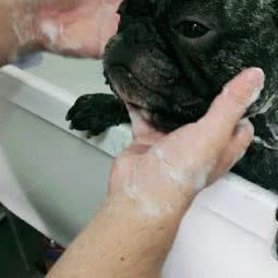 coffee宠物生活馆:大连市沙河口区马栏子附近