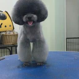 沐沐家宠物(成寿寺店):北京城区朝阳区分钟寺/成寿寺附近