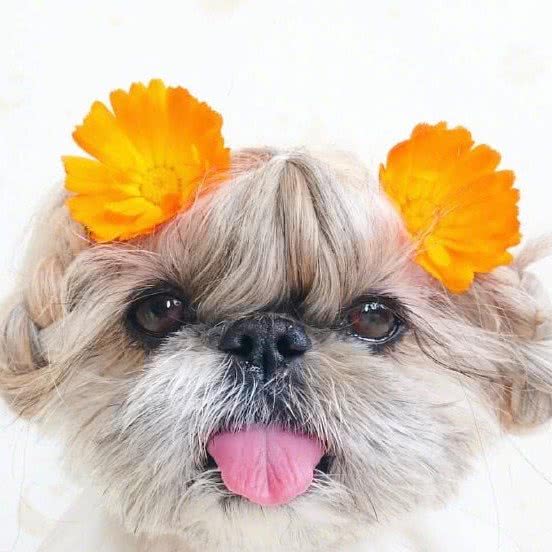 她们宠宠物:大连市沙河口区马栏子附近