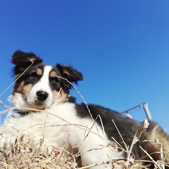 初心宠物生活馆:大连市沙河口区马栏子附近