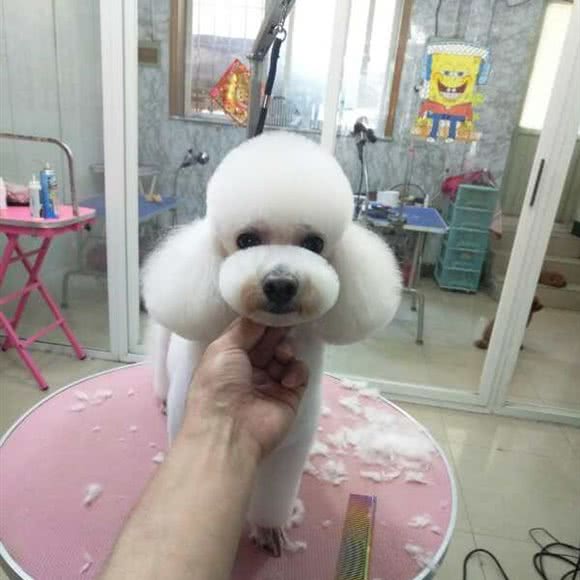 咕得宠物美容店:大连市沙河口区和平广场附近