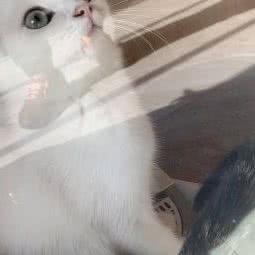 可爱多宠物日常生活会馆:大连市沙河口区锦绣附近