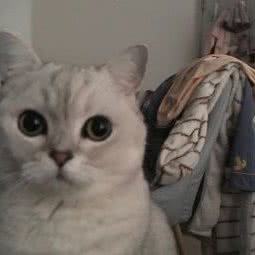 九九宠物狗:大连市沙河口区锦绣附近