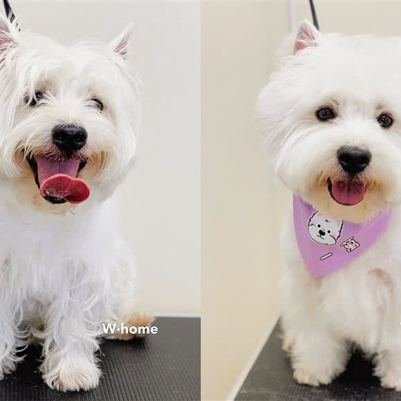 w.home宠物美容工作室:北京城区朝阳区朝阳大悦城附近