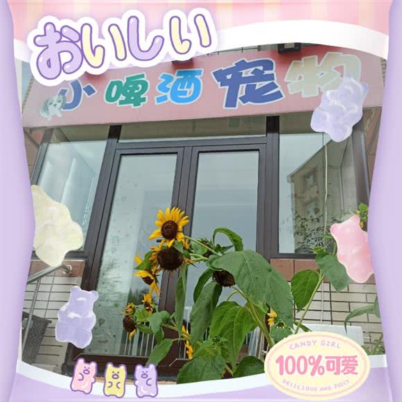 小啤酒宠物狗:大连市沙河口区锦绣附近