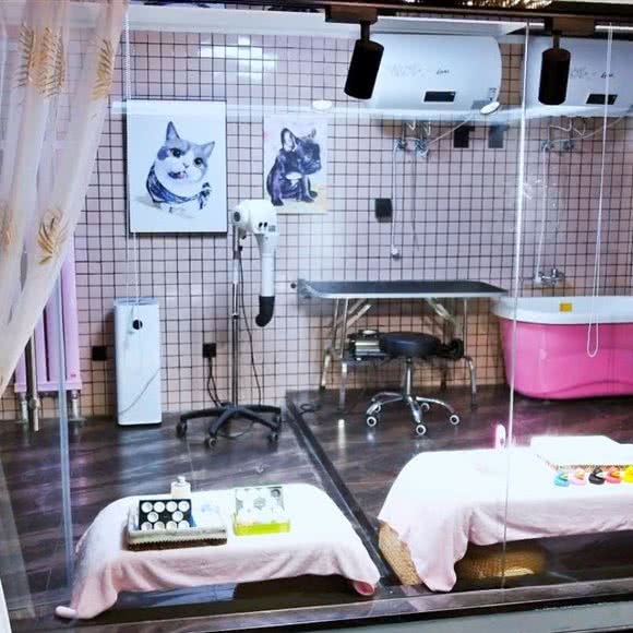 奶茶宠汤圆:大连市沙河口区锦绣附近