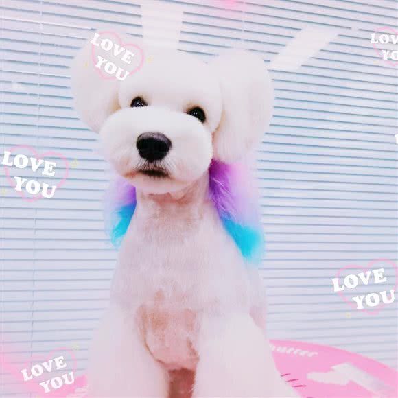 贝霖萌宠:北京城区朝阳区朝阳大悦城附近