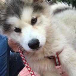 众爱动物诊所:大连市沙河口区锦绣附近