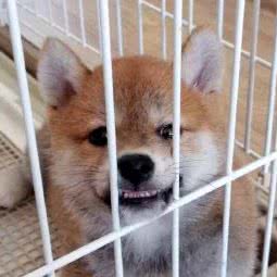 恒润庄柴犬作育:大连市沙河口区南沙附近