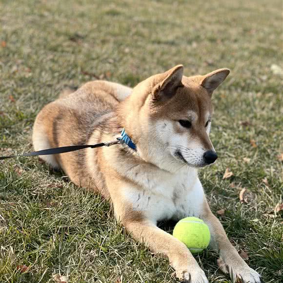 大灰灰柴府:大连市沙河口区福佳新天地附近