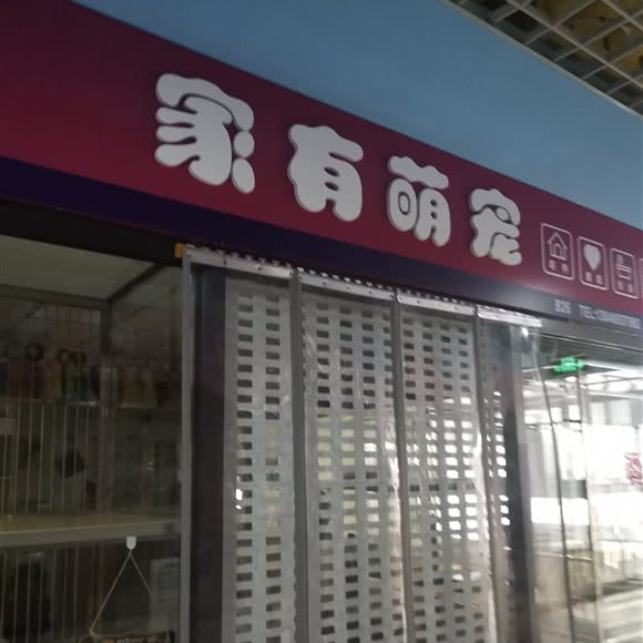 家有萌宠:大连市沙河口区福佳新天地附近