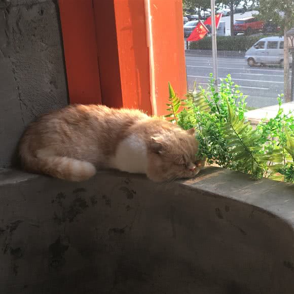 呼呼萌宠馆:大连市沙河口区白山路附近