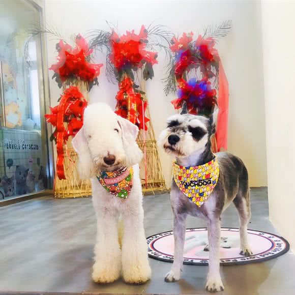 夏天宠物:大连市甘井子区周水子附近