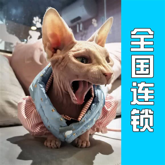 爱尚宠?宠物狗:大连市甘井子区周水子国际机场附近