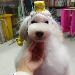 德宠宠物生活馆:大连市甘井子区周水子国际机场附近