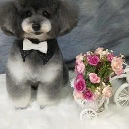 旺宠屋生活馆:大连市甘井子区山东路沿线附近