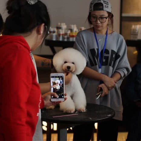 酷博宠物:大连市甘井子区山东路沿线附近