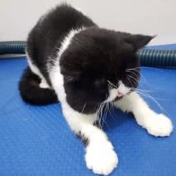 派多格宠物(皮村店):北京城区朝阳区金盏附近