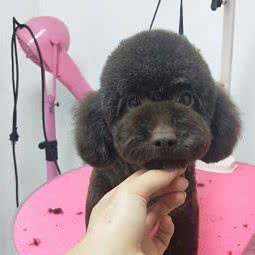 溱宠汇 宠物会馆:北京城区朝阳区金盏附近