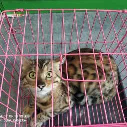 圣宠宠物(北京金盏嘉园店):北京城区朝阳区金盏附近