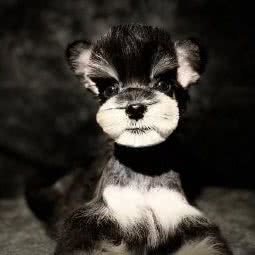 宠物狗联盟:北京城区朝阳区金盏附近