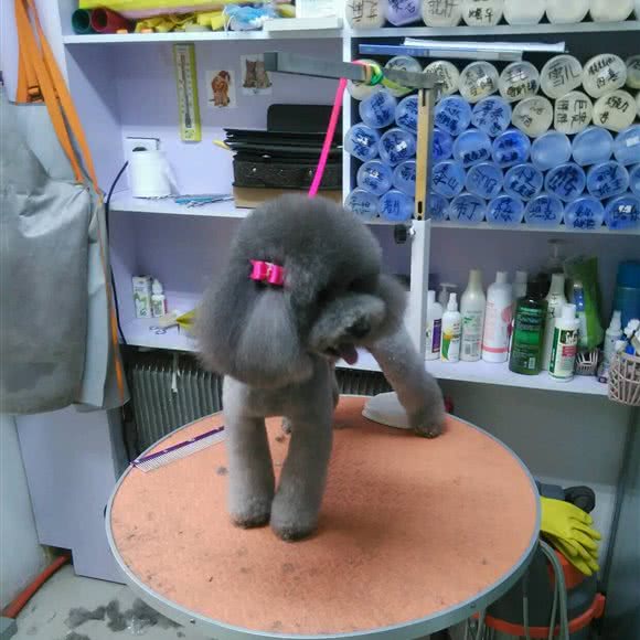 联合宠物诊所:大连市甘井子区华南广场附近