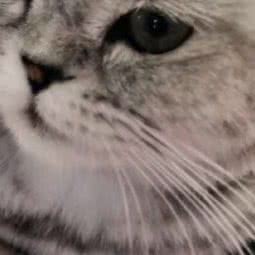 乐享宠物(沧泉街店):大连市甘井子区泉水附近