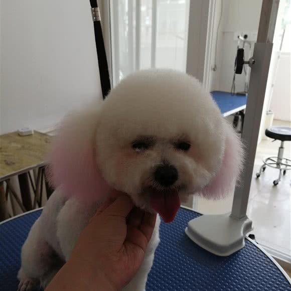 欣尚宠宠物店:大连市甘井子区大连北站/南关岭附近