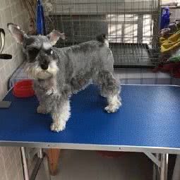 晓符萌宠宠物店:大连市甘井子区高新园区附近