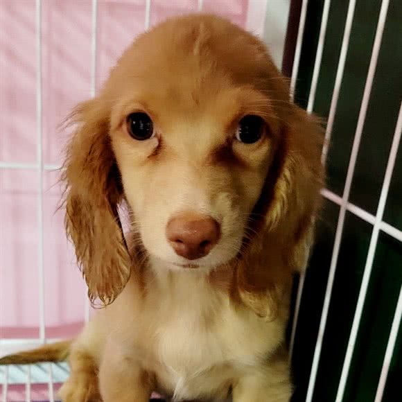 米球萌宠—撸宠乐园:北京城区朝阳区朝外大街/世贸天阶附近