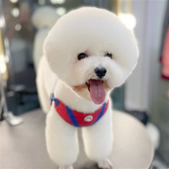 超级宠物:北京城区朝阳区朝外大街/世贸天阶附近