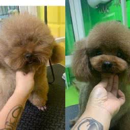 爱尚宠儿宠物美容工作室:大连市金州区开发区附近