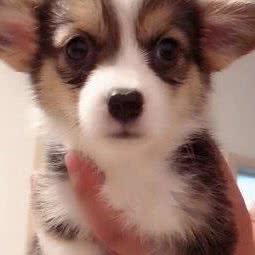 萌一种宠物生活馆:大连市金州区开发区附近