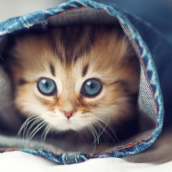 丫丫宠物:大连市金州区开发区附近