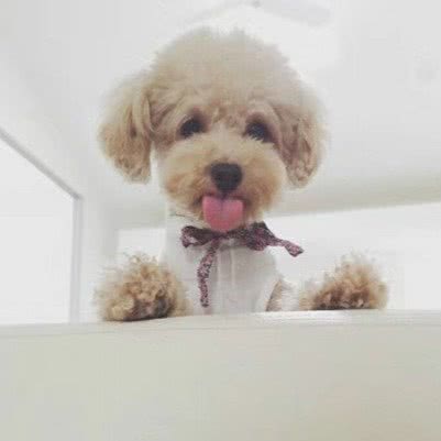 妞妞宠物(五彩城店):大连市金州区开发区附近