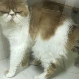 玖月名猫馆:大连市金州区开发区附近