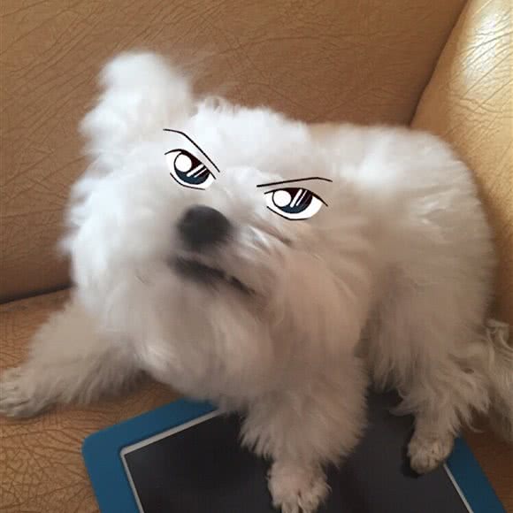 你宠我爱宠物生活馆:大连市金州区开发区附近