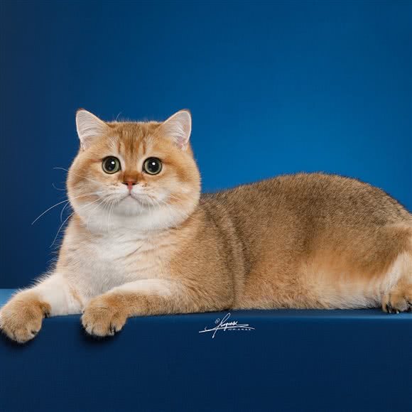 七家·猫舍(京城雅居店):北京城区朝阳区五方桥附近