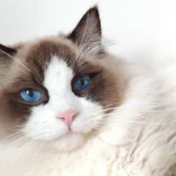 爱咪丽猫舍:大连市金州区开发区附近