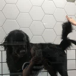 琪琪宠物轻奢馆:大连市金州区保税区附近