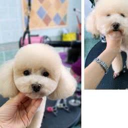 小乐私宠美容工作室:大连市金州区保税区附近