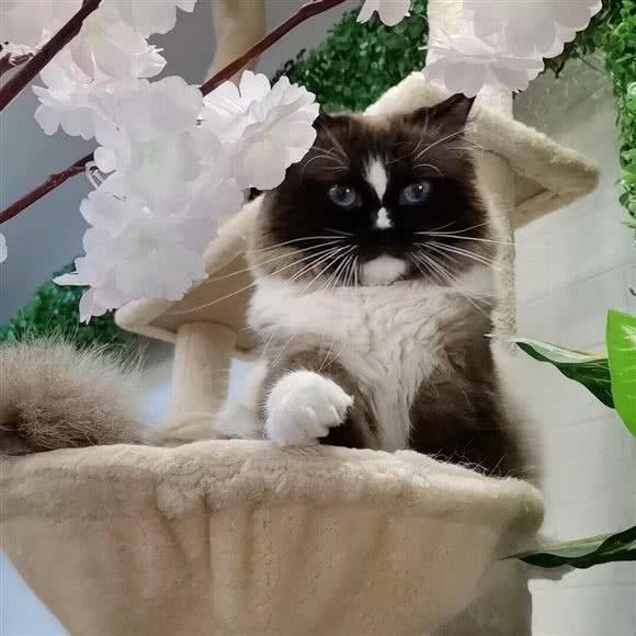 陶之喵喵·猫咖换装自拍生活馆:大连市金州区保税区附近